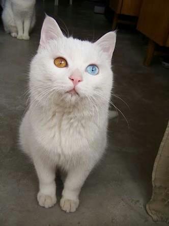 Estou adotando Um gatinho de olhos de cores diferentes!