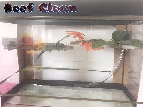 Terrário Para Tartaruga - Reef Clean