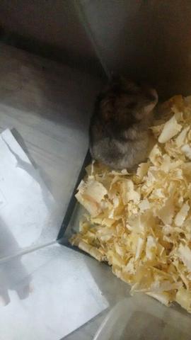 Hamster anao russo