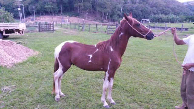 Cavalo Mangalarga Marchador e Pampa
