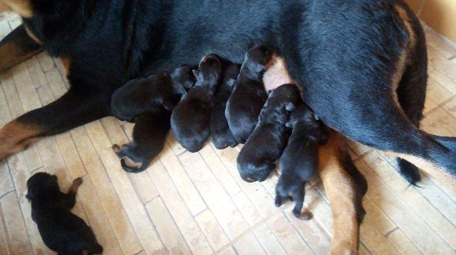 Rottweiler nascidos 