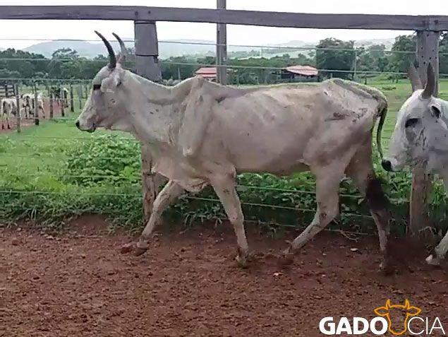 Lote Vacas Magras Nelore em Santa Terezinha de Goiás - GO