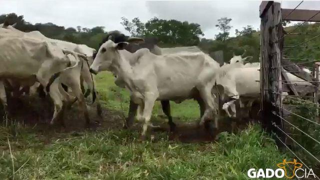 Lote Vacas Paridas Nelore "Graúdas" em Pirenópolis - GO