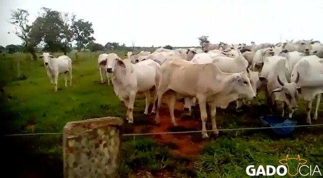 Lote Vacas Paridas Nelore em Hidrolândia - GO