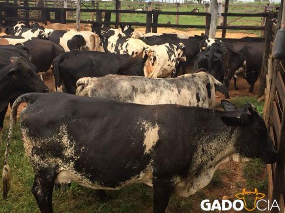 Lote Vacas e Novilhas Mestiças em Itapaci - GO
