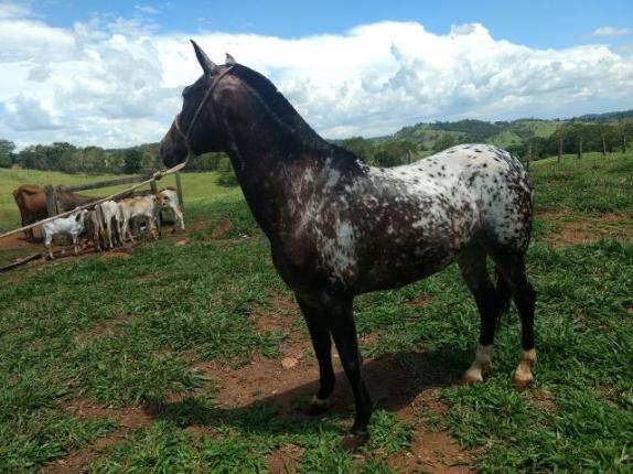 Cavalo Apaloosa Castrado 8 anos