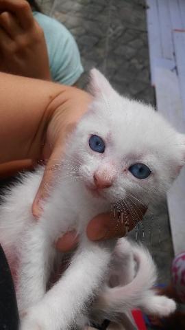 Gatos brancos olhos azuis