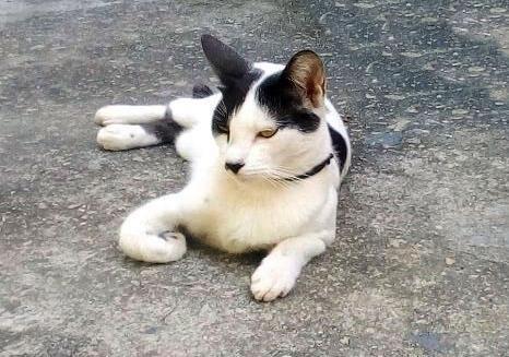 Gato macho castrado (branco com manchas pretas)