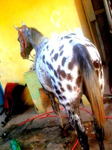 Cavalo apaloosa