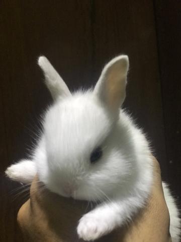 Mini coelhos 