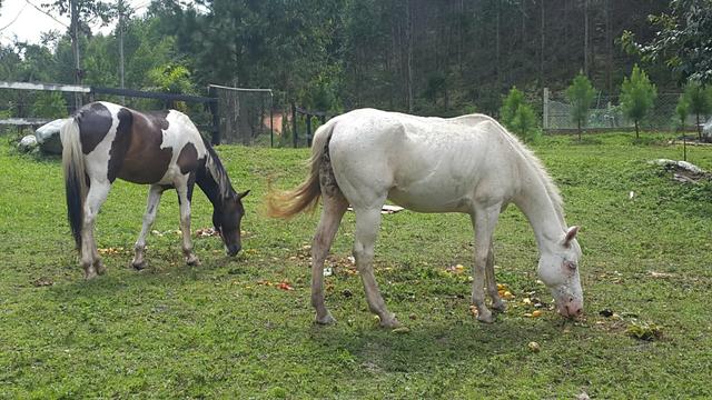 Cavalo Pampa