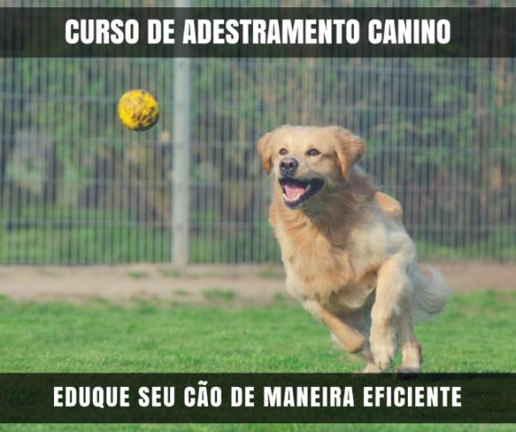 Adestramento Canino