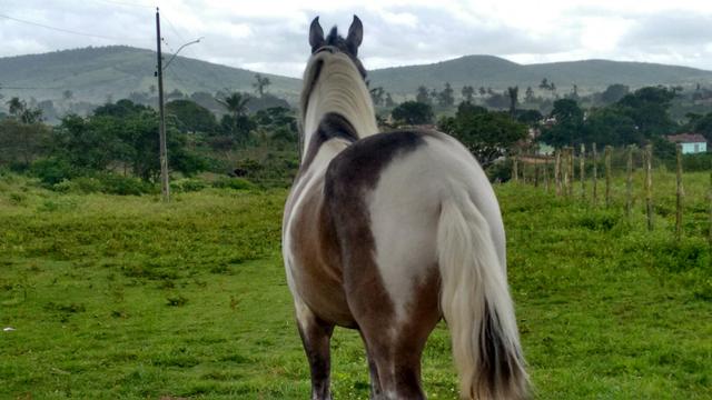 Cavalo MM Pampa