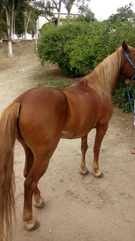 Vendo lindo cavalo Piquira