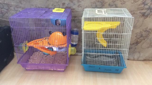 2 gaiolas com 2 Hamster