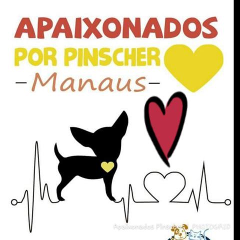 Grupo Apaixonados por Pinscher Manaus