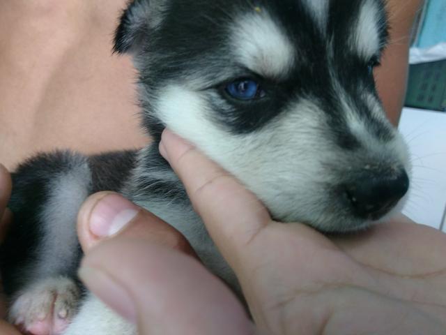 Huskies Babies olhos azuis