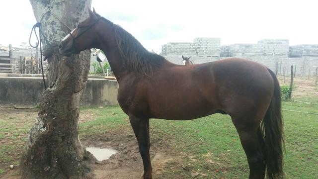 Vendo excelente cavalo Mangalarga Machador.