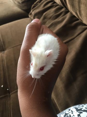 Hamster anão russo