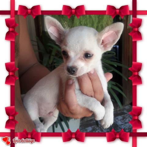 Chihuahua lindo menino