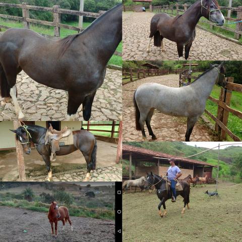 Doma, treinamento e venda de cavalos em Contagem