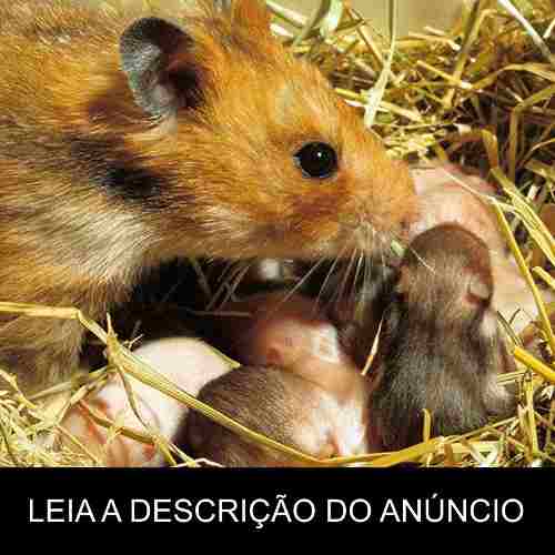 Hamster Sirio - Tudo Sobre A Criação (frete Gratis)