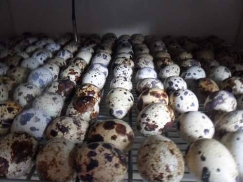Ovos Galados De Codornão Gigante Misto - Dz Com 15 Ovos