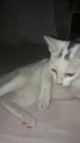 Lindo gatinho branco 2,5 meses para adoção