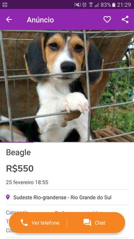 Estão vendendo vira lata com beagle favor denunciar