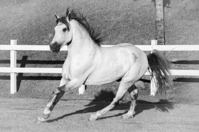 Cavalo Mangalarga Marchador Garanhão