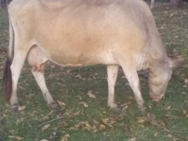 Vaca Leiteira