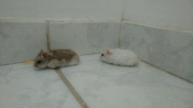 Doação hamster macho e fêmea