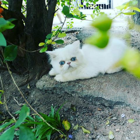 Gato persa branco