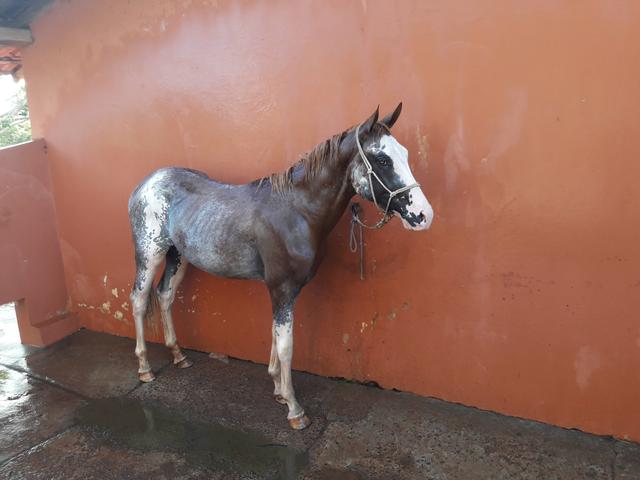 Potro paint horse