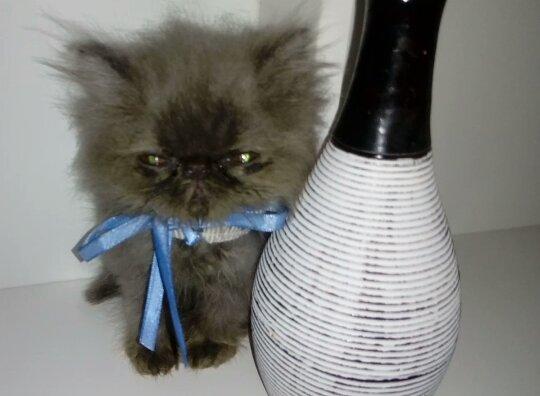 Belíssimo gato persa