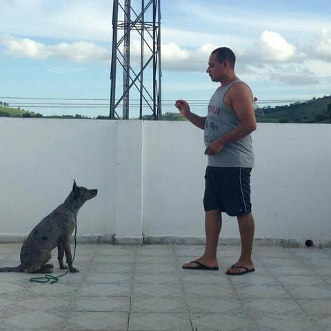 Adestramento com cães