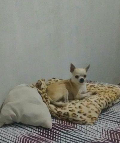 Chihuahua macho adulto