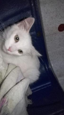 Doação gata linda olhos azuis