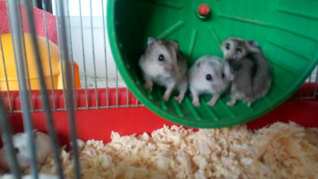 Hamsters Anão Russo
