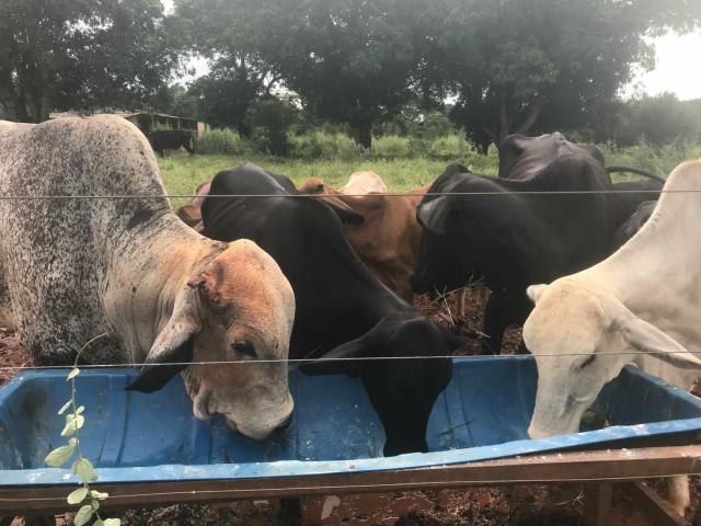 Vendo vacas leiteiras bezeros e toros