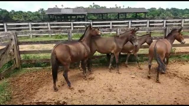 4 mulas e 1 burro