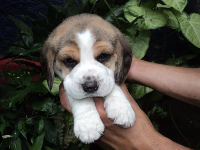Beagle fêmea vacinados pronta a entrega
