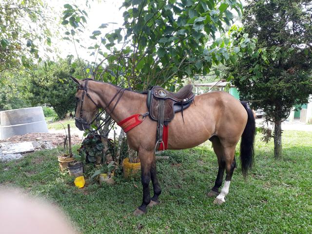 Cavalo pronto de Esteira vaquejada