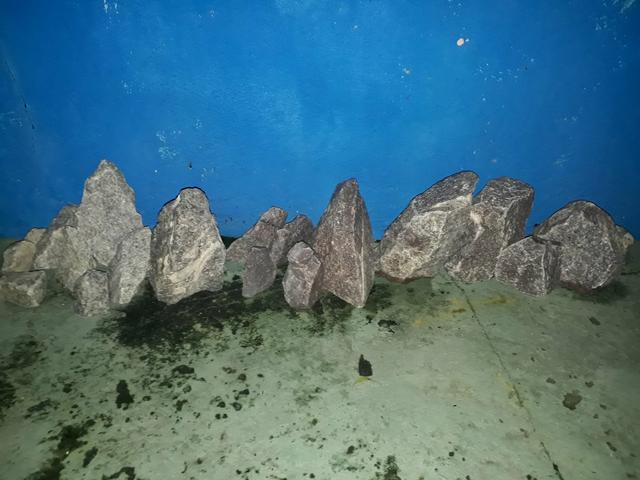 Pedras aquario