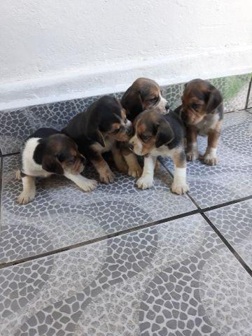 Beagles vacinados