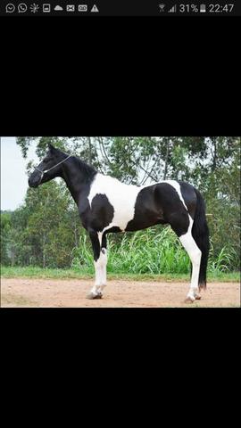 Cavalo Pampa de preto cobertura a venda