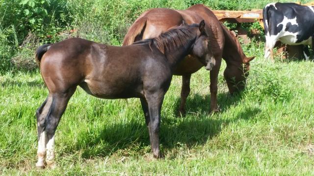 Venda permanente de animais Quarto de Milha e Paint Horse, em Itumbiara