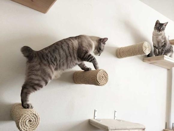 Arranhador Brinquedo de Parede para seu gato escalar