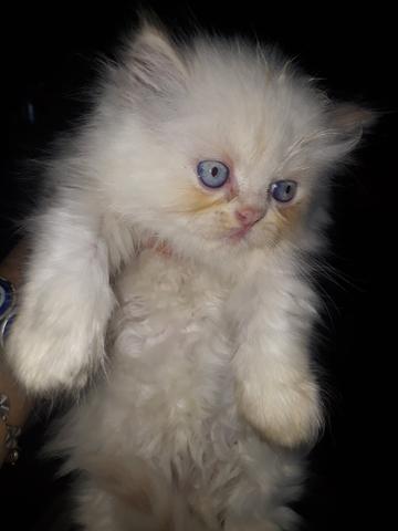Vendo esse lindo gatinho persa olhos azuis