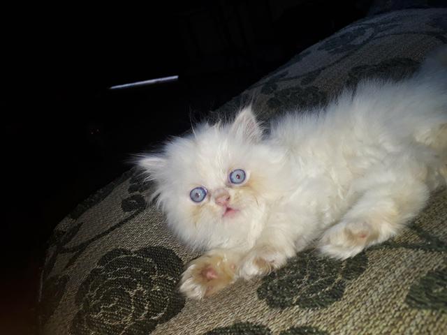 Vendo esse lindo gatinho olhos azuis